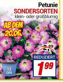 Petunie Sonderformen - klein- oder großblumig