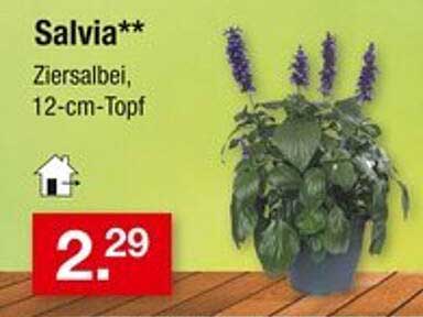 Salvia - Ziersalbei, 12-cm-Topf