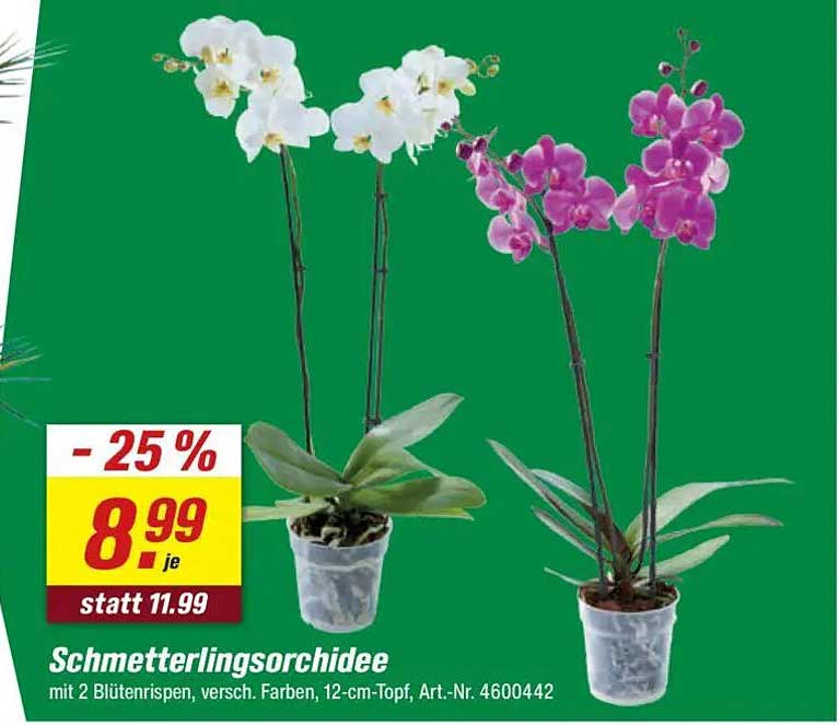 Schmetterlingsorchidee mit 2 Blütenrispen, versch. Farben, 12-cm-Topf