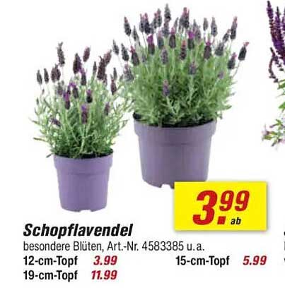 Schopflavendel - Besondere Blüten ab 3,99 €