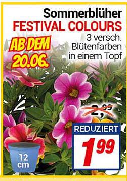 Sommerblüher FESTIVAL COLOURS – 3 verschiedene Blütenfarben in einem Topf