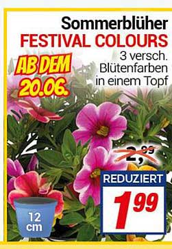 Sommerblüher FESTIVAL COLOURS - 3 verschiedene Blütenfarben in einem Topf