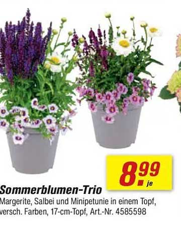 Sommerblumen-Trio