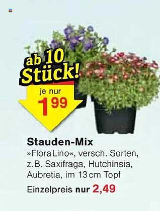 Stauden-Mix »FloraLino«, versch. Sorten, z. B. Saxifraga, Hutchinsia, Aubretia, im 13 cm Topf