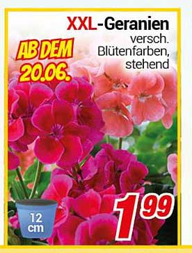 XXL-Geranien in verschiedenen Blütenfarben, stehend