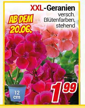 XXL-Geranien, verschiedene Blütenfarben, stehend