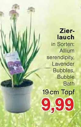 Zierlauch in Sorten: Allium serendipity, Lavender Bubbles, Bubble Bath 19 cm Topf