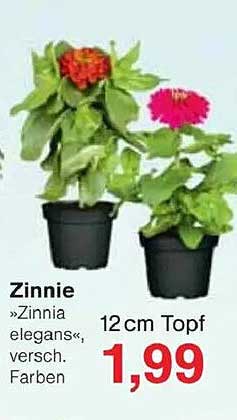 Zinnie »Zinnia elegans«, verschiedene Farben im 12 cm Topf