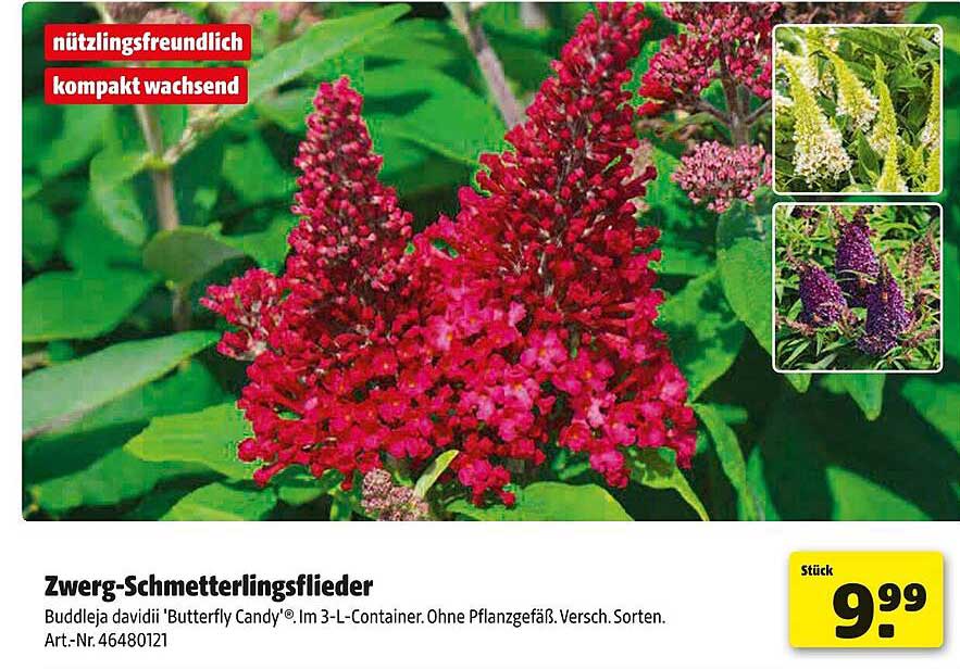 Zwerg-Schmetterlingsflieder Buddleja davidii 'Butterfly Candy®'