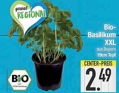 Bio-Basilikum XXL aus Bayern 19cm Topf