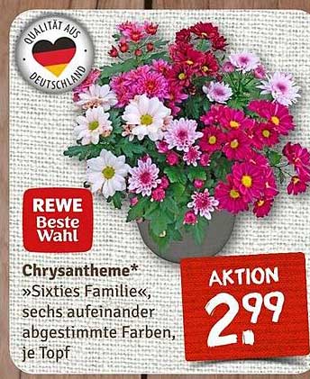 Chrysantheme »Sixties Familie«, sechs aufeinander abgestimmte Farben, je Topf