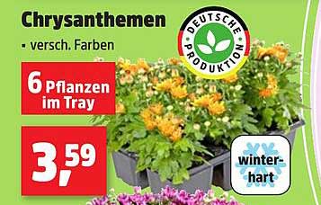 Chrysanthemen - 6 Pflanzen im Tray, verschiedene Farben