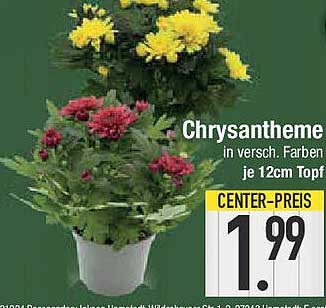 Chrysanthemen in versch. Farben je 12cm Topf