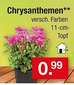 Chrysanthemen** versch. Farben 11-cm-Topf