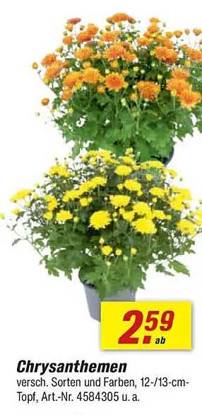 Chrysanthemen, verschiedene Sorten und Farben, 12-/13-cm-Topf