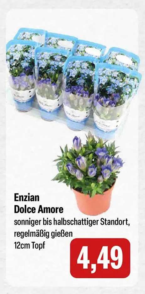 Enzian Dolce Amore 12cm Topf