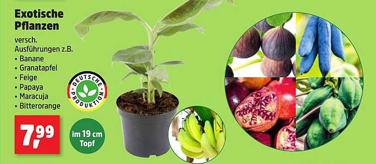Exotische Pflanzen - verschiedene Ausführungen z.B. Banane, Granatapfel, Feige, Papaya, Maracuja, Bitterorange