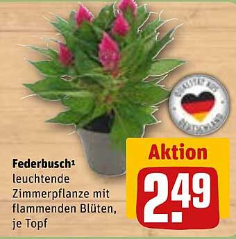 Federbusch - leuchtende Zimmerpflanze mit flammenden Blüten, je Topf