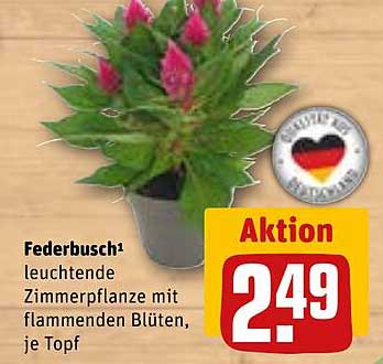 Federbusch - leuchtende Zimmerpflanze mit flammenden Blüten, je Topf