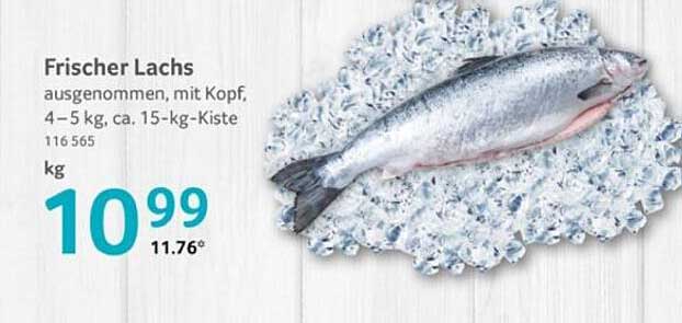 Frischer Lachs ausgenommen, mit Kopf, 4-5 kg, ca. 15-kg-Kiste