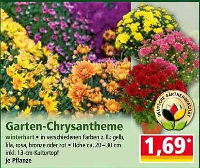 Garten-Chrysanthemen in verschiedenen Farben