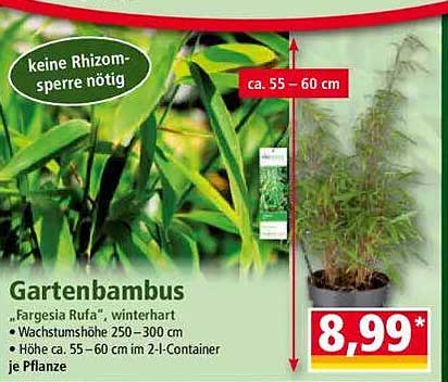 Gartenbambus 'Fargesia Rufa' - winterhart