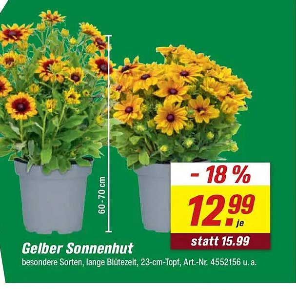 Gelber Sonnenhut