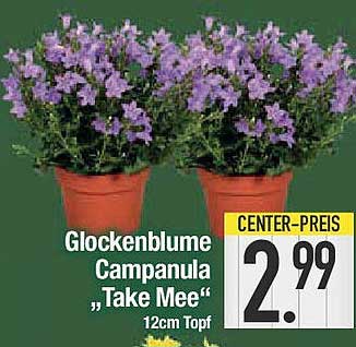Glockenblume Campanula „Take Mee“ 12cm Topf