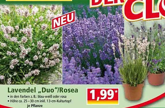Lavendel „Duo/Rosea“