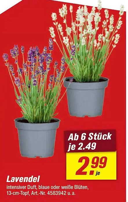 Lavendel - intensiver Duft, blaue oder weiße Blüten, 13-cm-Topf