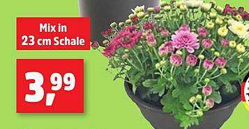 Mix in 23 cm Schale