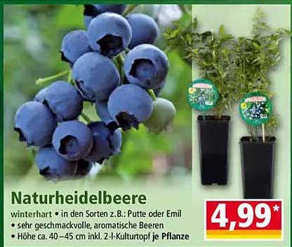 Naturheidelbeere - winterhart, aromatisch und schmackhaft!