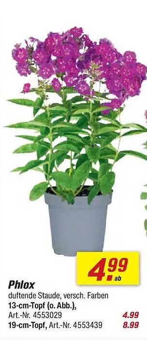 Phlox - duftende Staude, versch. Farben