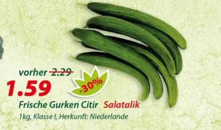 Frische Gurken Citir Salatalık
