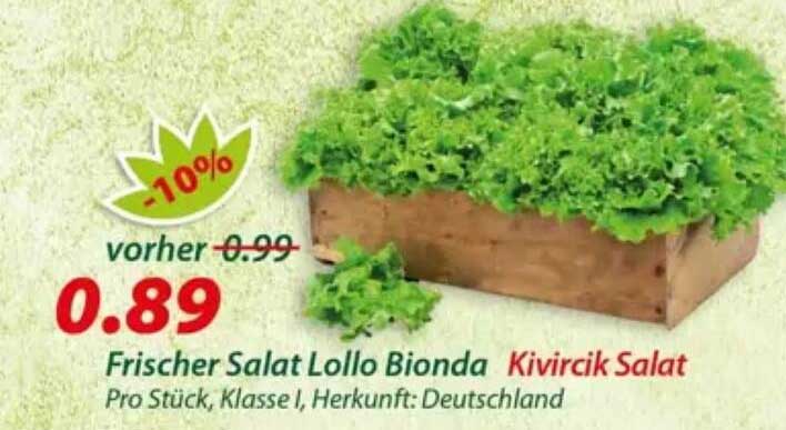 Frischer Salat Lollo Bionda Kıvırcık Salat