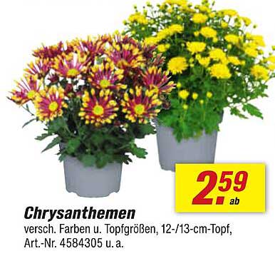 Chrysanthemen - verschiedene Farben und Topfgrößen