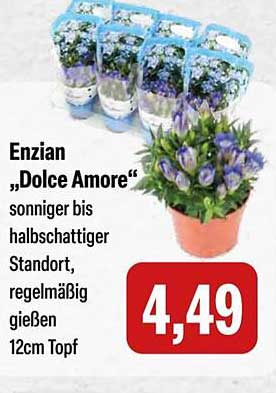 Enzian "Dolce Amore" 12cm Topf
