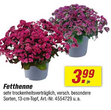 Fetthenne - sehr trockenheitsverträglich, verschiedene Sorten im 13-cm-Topf