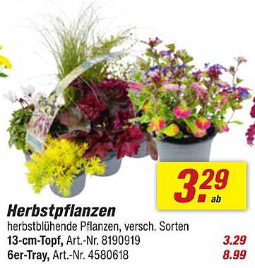 Herbstpflanzen - herbstblühende Pflanzen, versch. Sorten