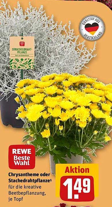 Chrysantheme oder Stachedrahtpflanze