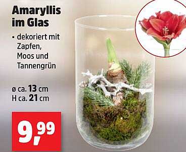 Amaryllis im Glas - dekoriert mit Zapfen, Moos und Tannengrün