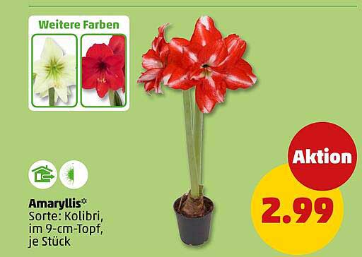 Amaryllis Kolibri im 9-cm-Topf