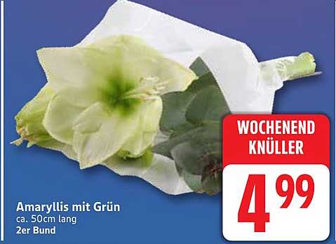Amaryllis mit Grün, 2er Bund, ca. 50cm lang