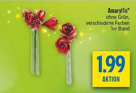 Amaryllis ohne Grün, verschiedene Farben - 1er Bund