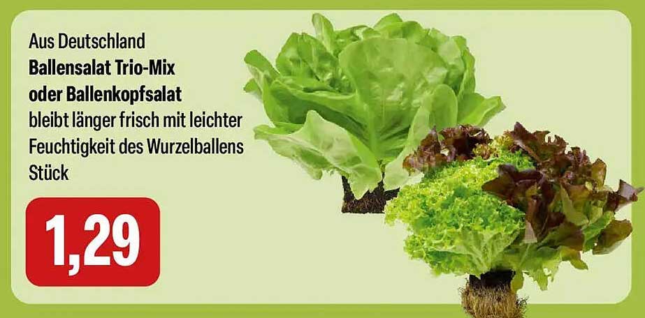 Ballensalat Trio-Mix oder Ballenkopfsalat - bleibt länger frisch!