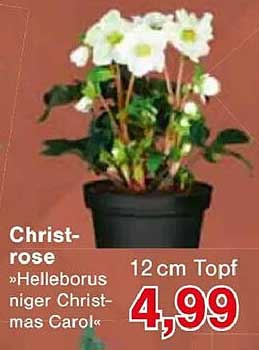 Christrose »Helleborus niger Christmas Carol« im 12 cm Topf