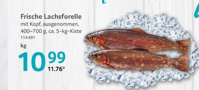 Frische Lachsforelle mit Kopf, ausgenommen, 400–700 g, ca. 5-kg-Kiste