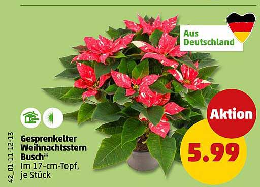 Gesprenkelter Weihnachtsstern Busch * Im 17-cm-Topf, je Stück