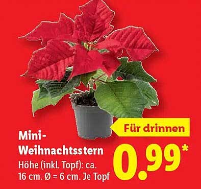Mini-Weihnachtsstern