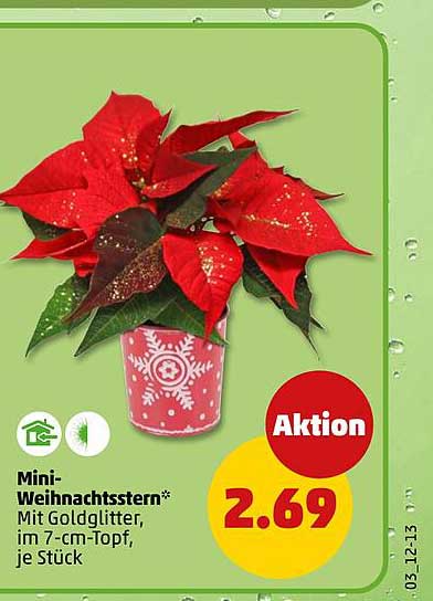 Mini-Weihnachtsstern* mit Goldglitter, im 7-cm-Topf, je Stück